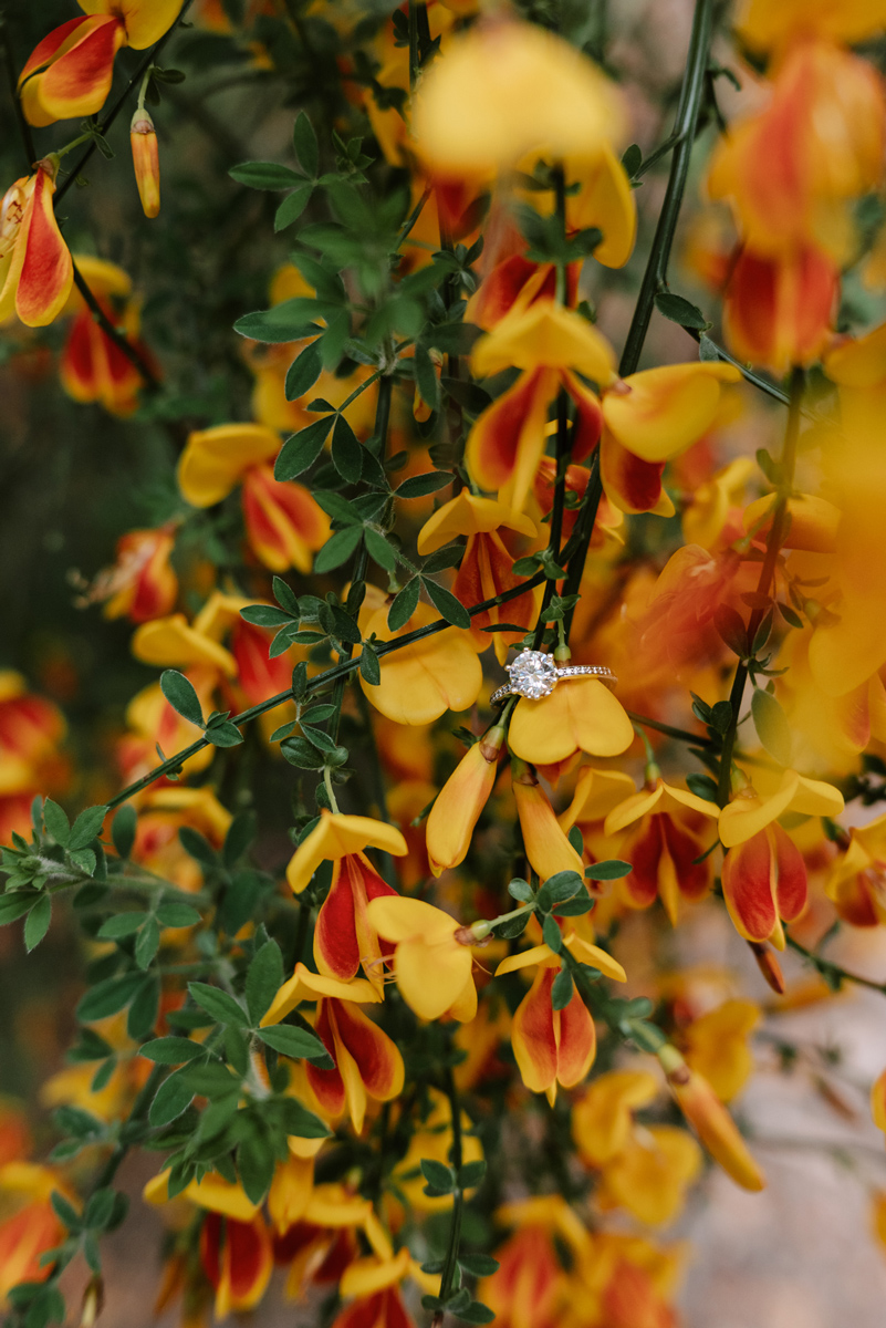 la foto del anillo de compromiso, primavera en bariloche